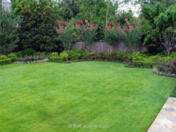 高溫季節(jié)如何鋪植草坪，減少發(fā)黃枯死？