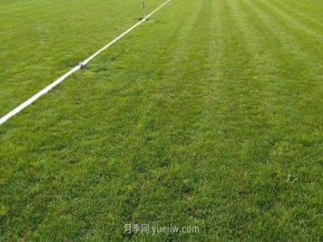 混播草坪的優(yōu)點(diǎn)缺點(diǎn)，每平方需要多少種子