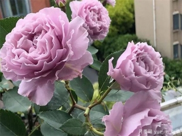 一天之中，月季花四季施肥特點