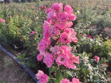 安吉拉月季要怎樣施肥管理才能開(kāi)的花量大
