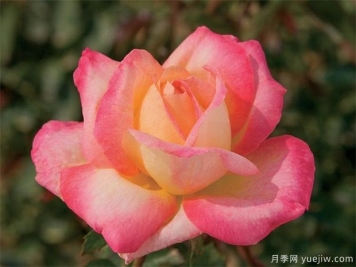 霜降來了，月季花入冬如何施肥，苗情不同方法不同