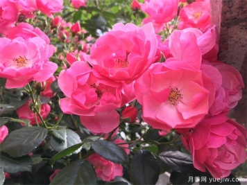 推薦16款高抗病月季品種，來自科德斯奧斯汀坦陶