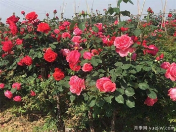 2021今冬明春河南要種哪些樹？全省可供140多種苗木超10億株