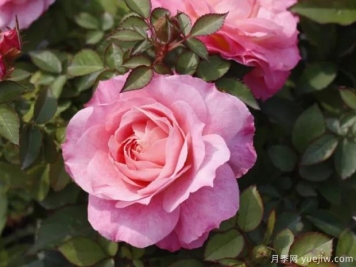 陽臺月季種植養(yǎng)護(hù)方法和適合的品種