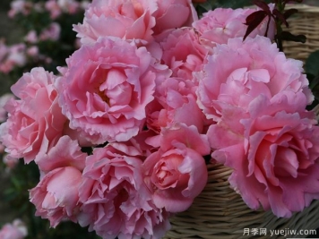 詩(shī)歌月季