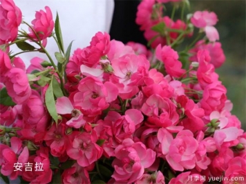 14個(gè)藤本月季品種推薦，哪個(gè)品種好