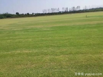 秋季草坪防除雜草需要注意啥？