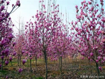哪些苗木能成為未來城市園林綠化的主角？