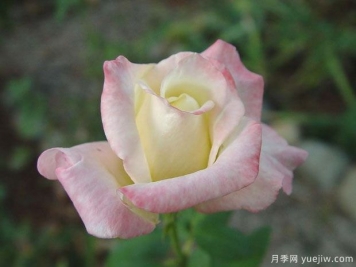 美國遺產(chǎn)月季/接班人月季