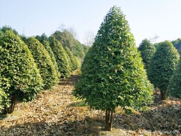 供大于求，目前常規(guī)苗木市場(chǎng)發(fā)展前景怎么樣？