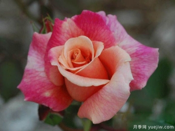 胡佛總統(tǒng)月季