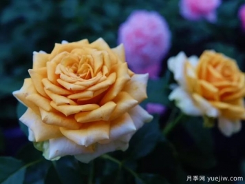 10月北方氣溫驟降，苗木應(yīng)該如何養(yǎng)護管理？