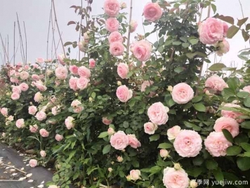 植物間也會相克，園林綠化應(yīng)重視
