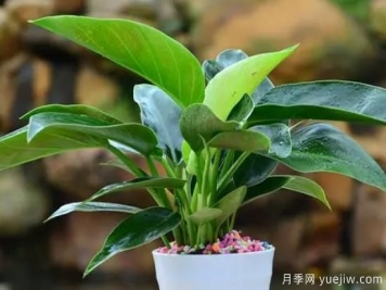?大葉金鉆冬天的養(yǎng)護(hù)辦法和注意事項(xiàng)