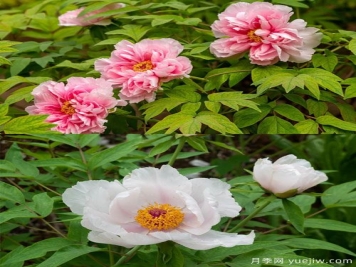 鳳丹花和牡丹花的區(qū)別？看葉子和根系