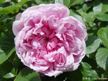 修女伊麗莎白月季