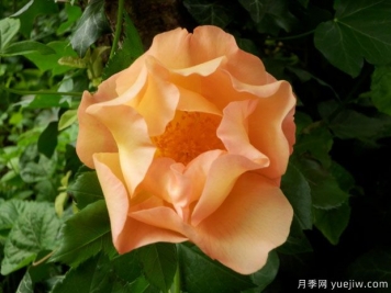 戰(zhàn)斗的勇猛號月季
