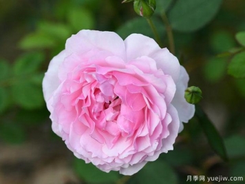索爾茲伯里夫人月季