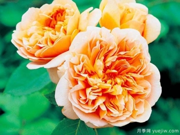 運茶帆船月季/茶快船月季
