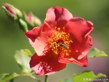 晨霧月季
