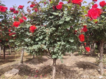 苗木移栽后根系如何快速恢復？做好6點