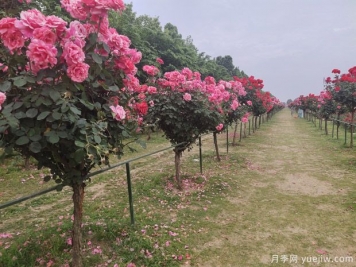 春季栽樹，挖好樹穴很重要