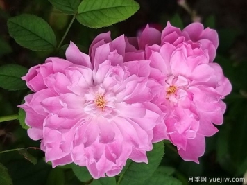 沃爾特斯科特爵士月季