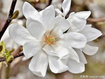 栽種白玉蘭種植地點、品種如何選擇？