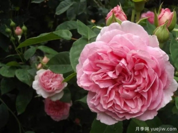 廣播時(shí)代月季