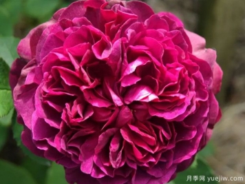 威廉莎士比亞月季