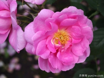 愛月季(奧斯汀)