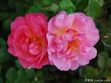 麗蓮?qiáng)W斯汀月季/利利安奧斯汀