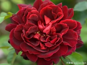 伏舊園城堡月季