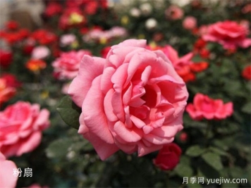大神養(yǎng)月季沒有不踩的6個月季坑，你經(jīng)歷幾個？