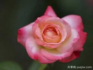 天國(guó)鐘聲月季