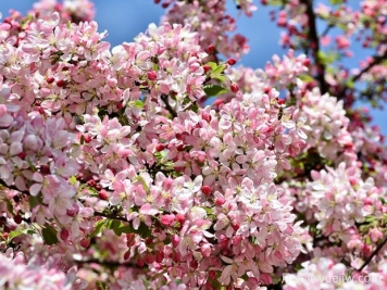 花園小路兩邊種什么樹？推薦6種開花苗木