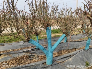 冬季園林植物修剪原則及注意事項(xiàng)有哪些