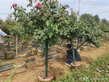 苗木價格是怎么估算的，看完這個就基本準(zhǔn)確