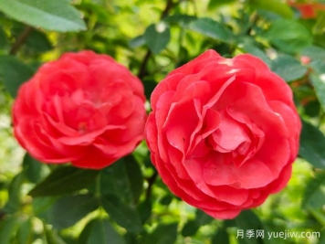 種上木香薔薇花蠻強(qiáng)爆花，紅橙白黃木香你喜歡哪個(gè)？