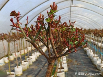 3月苗木養(yǎng)護(hù)需要注意這幾個重點(diǎn)