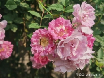 走著走著，薔薇花就開了