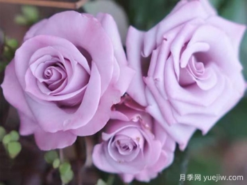 謊言為什么流行？當(dāng)月季變身玫瑰