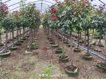 苗木分級怎么分？都有哪些等級？