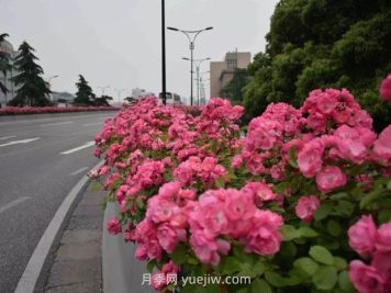 現(xiàn)在都流行栽月季嗎？