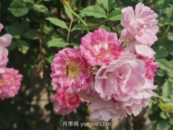 通俗版：薔薇、月季、玫瑰分辨指南