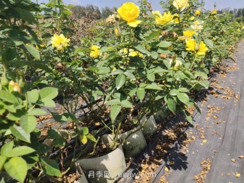 苗木葉片發(fā)黃怎么辦？原因分析和解決施策