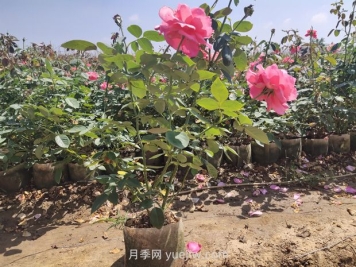 為什么夏季是苗木移植的淡季期呢？