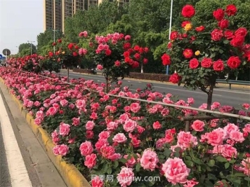 綠化養(yǎng)護如何提高管理？