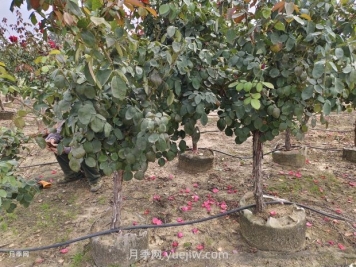 苗木栽植養(yǎng)護(hù)注意事項