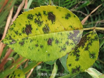 秋季園林苗木病蟲害防治知識，月季有黑斑病